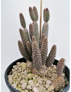 Opuntia Diademata Tephrocactus articulatus - pot 18