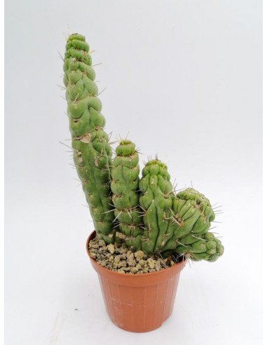 Eulychnia Castanea cv. varispiralis f. spirale politomica - pot 10