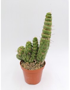 Eulychnia Castanea cv. varispiralis f. spirale politomica - pot 10 2