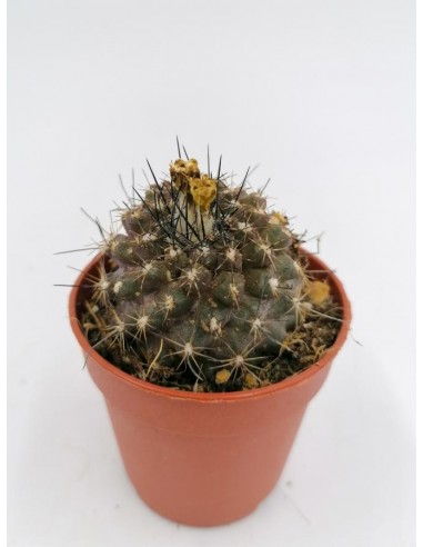 Copiapoa Humilis - pot 5,5