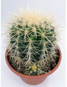 Echinocactus Grusonii var. albispinus - pot 16