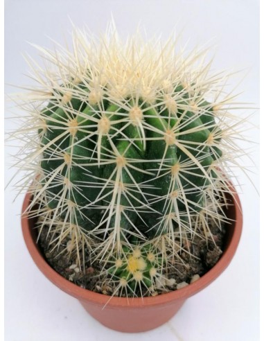 Echinocactus Grusonii var. albispinus - pot 16