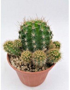 Echinopsis Hybrid Maria Piazza - pot 10