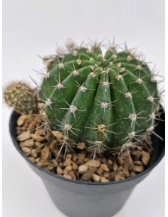 Echinopsis Sierra Skyline - pot 12
