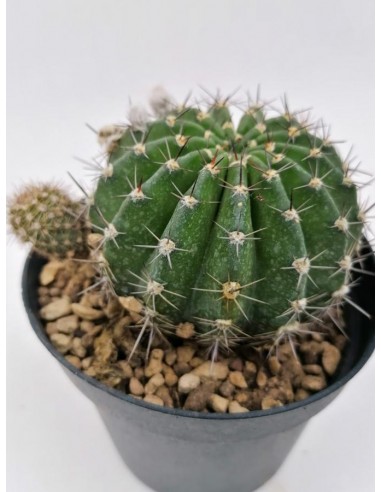 Echinopsis Sierra Skyline - pot 12