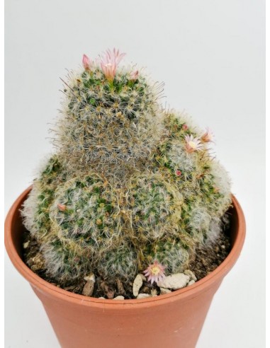 Mammillaria Bocasana - pot 17