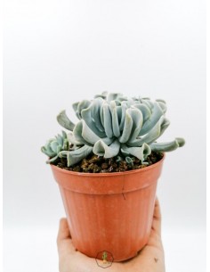 Echeveria Runyonii