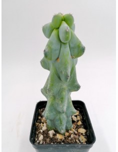 Myrtillocactus Fukurokuryuzinboku - pot 7x7