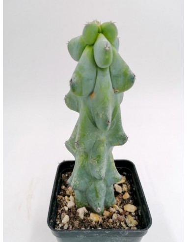 Myrtillocactus Fukurokuryuzinboku - pot 7x7