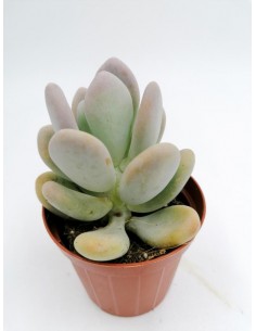 Pachyphytum Oviferum - pot 8