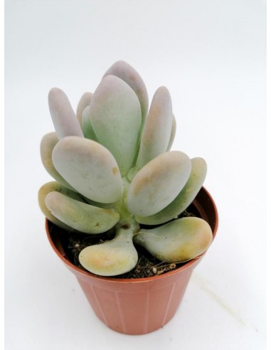 Pachyphytum Oviferum - pot 8