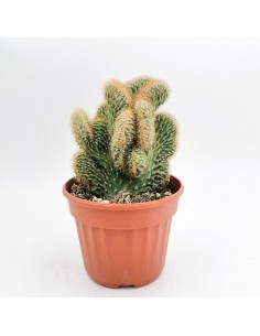 Cereus Peruvianus Crestato - pot 14