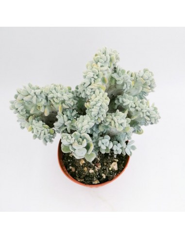 Echeveria Setosa Crestata - pot 14