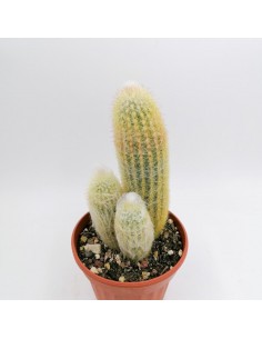 Espostoa Lanata Accestita - pot 10