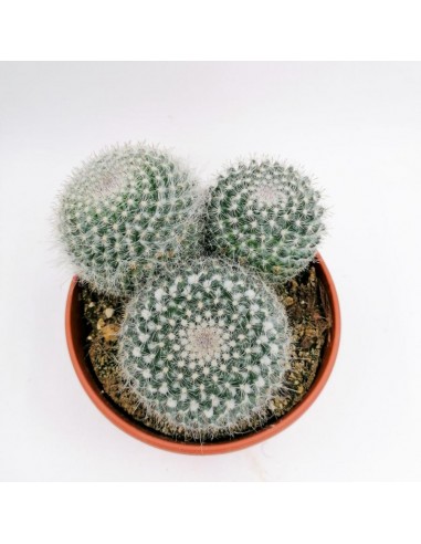Mammillaria SP - pot 16
