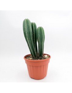 Marginacereus per 3 - pot 14