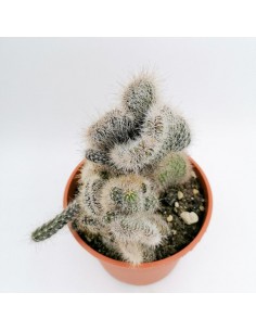 Nyctocereus serpentinus crestato- pot 17