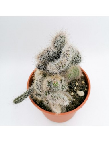 Nyctocereus serpentinus crestato- pot 17