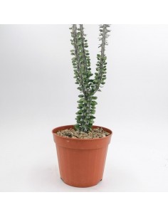 Allaudia Procera - pot 14