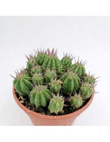 Euphorbia Ferox - Pot 13