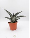 Aloe Variegata - pot 10