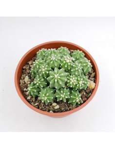 Echinocereus Triglochidiatus Var. Mojavensis F. Inermis - pot 16