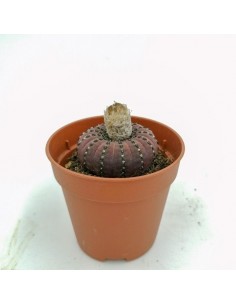 Flailea Castanea - pot 5,5