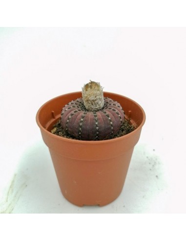 Flailea Castanea - pot 5,5