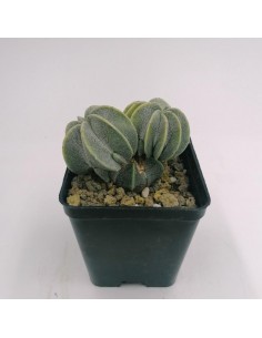 Astrophytum Myriostigma Crestato - pot 8 x 8
