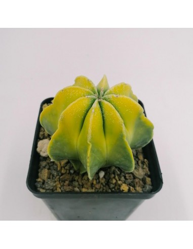 Astrophytum Myriostigma Multicostato Variegato - pot 9 X 9