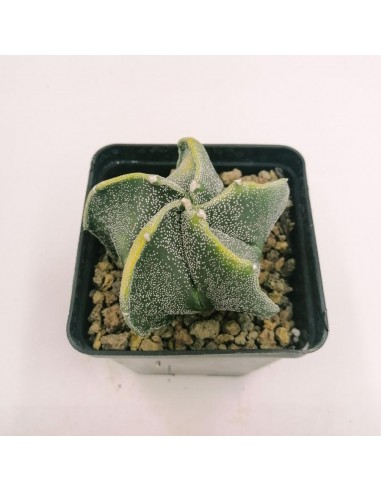 Astrophytum Myriostigma x Ornatum Variegato - Pot 9 X 9