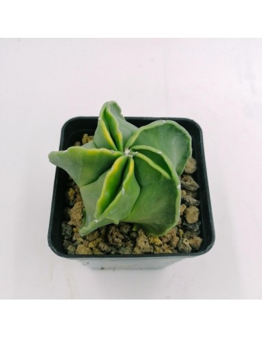 Astrophytum Myriostigma Nudum cv. double rids - pot 7 x 7