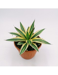 Agave univittata Var. lophantha f. Quadricolor - Pot 14