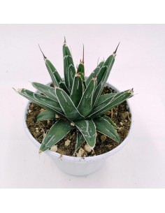 Agave Victoriae - Reginae - pot 14