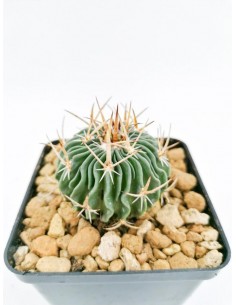 Echinofossulocactus Multicostatus - 9x9