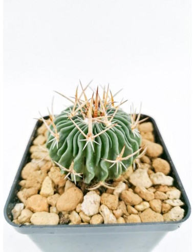 Echinofossulocactus Multicostatus - 9x9