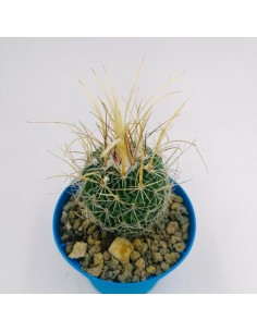 Echinofossulo Cactus - pot 10