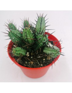 Euphorbia Enopla - pot 10