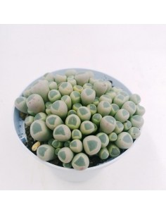 Fenestraria - pot 10