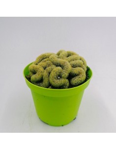 Mammillaria lemon f. crestata - pot 10