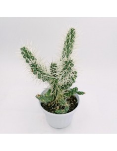 Opuntia Molesta - pot 14