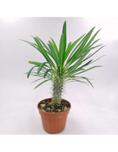 pachypodium lamerei (palma del madagascar) -pot 14 - h 25 cm