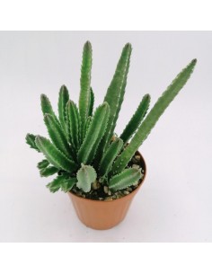 Stapelia Leendertziae - pot 14