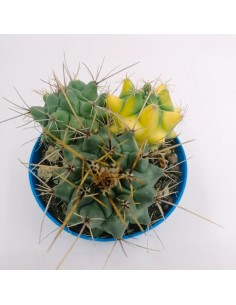 Thelocactus Rinconensis Var. Freudenbergeri