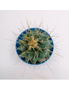 Thelocactus Rinconensis Var. Freudenbergeri - pot 10