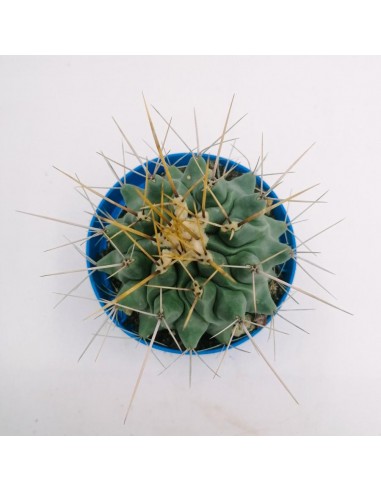 Thelocactus Rinconensis Var. Freudenbergeri - pot 10