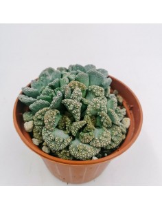 Titanopsis Calcarea - pot 10