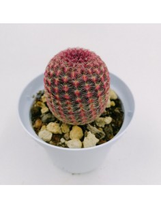 Echinocereus Rigidissimus subs. rubispinus - pot 10