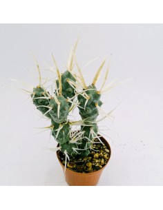 Tephrocactus articulatus var. papyracanthus - Pot 11
