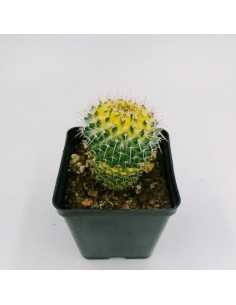 Mammillaria Wagneriana variegata - pot 9x9